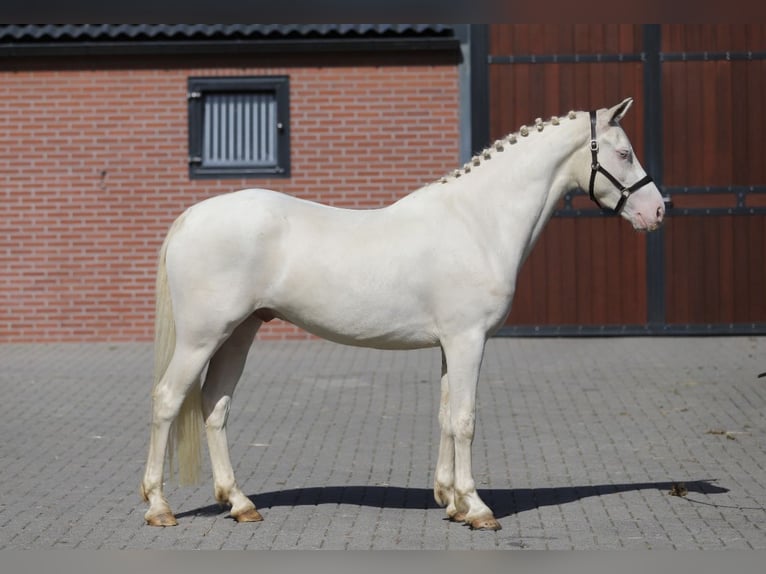Connemara Castrone 4 Anni 155 cm Cremello in Zieuwent