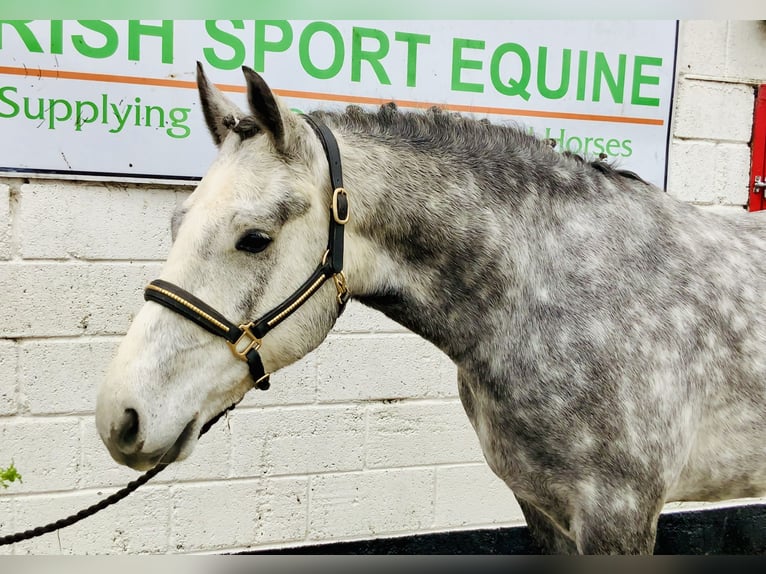 Connemara Castrone 4 Anni 155 cm Grigio in Mountrath