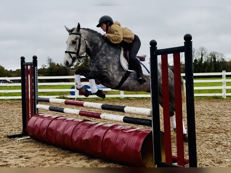 Connemara Castrone 4 Anni 155 cm Grigio in Mountrath