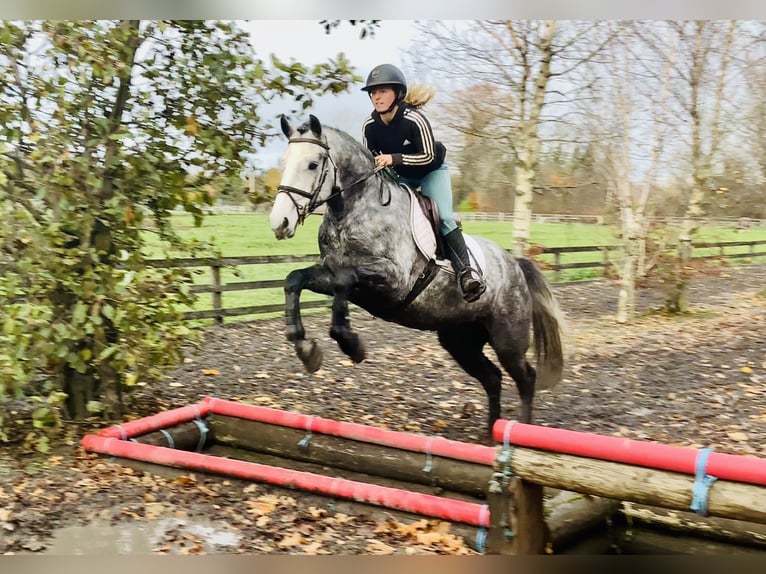 Connemara Castrone 4 Anni 155 cm Grigio in Mountrath