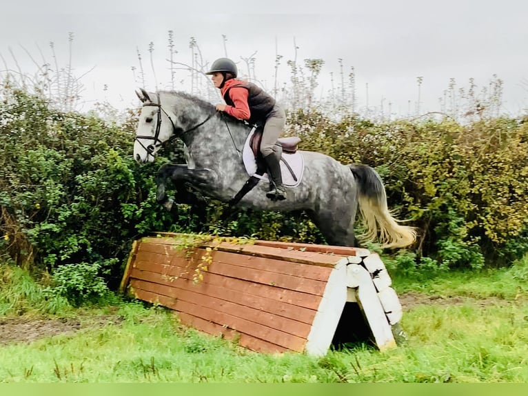Connemara Castrone 4 Anni 155 cm Grigio in Mountrath