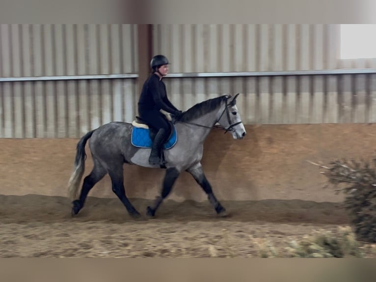 Connemara Castrone 4 Anni 155 cm Grigio in Sligo