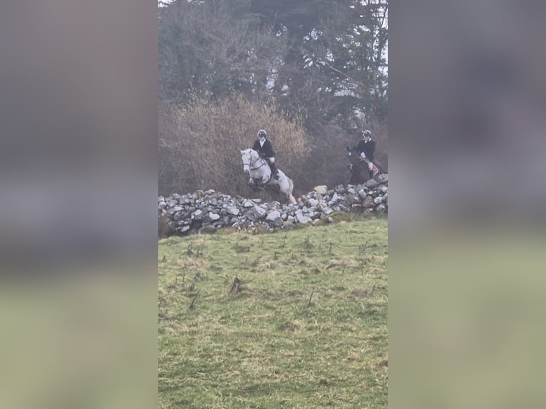 Connemara Castrone 4 Anni 155 cm Grigio in Sligo