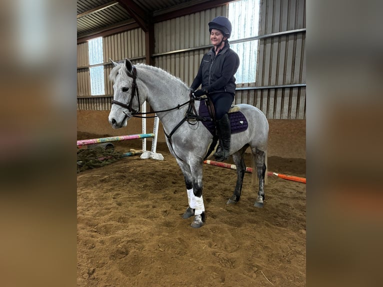 Connemara Castrone 4 Anni 155 cm Grigio in Sligo