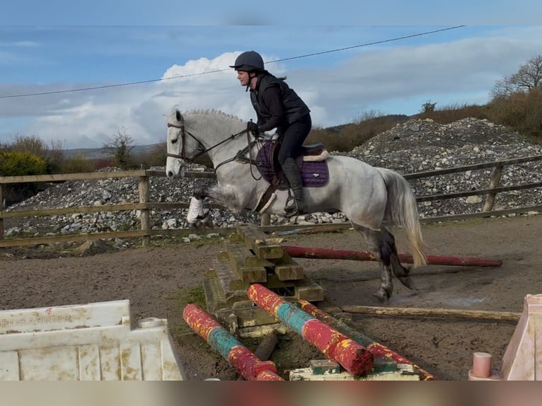 Connemara Castrone 4 Anni 155 cm Grigio in Sligo