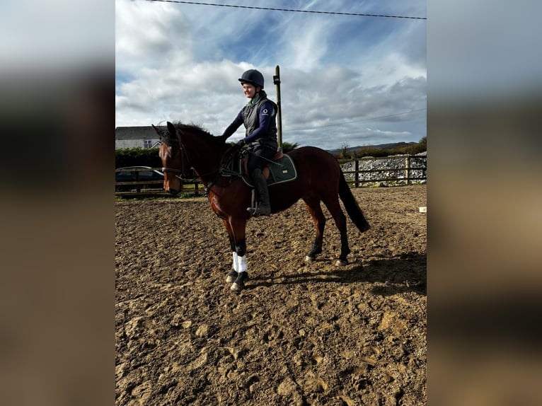 Connemara Castrone 4 Anni 155 cm Grigio in Sligo