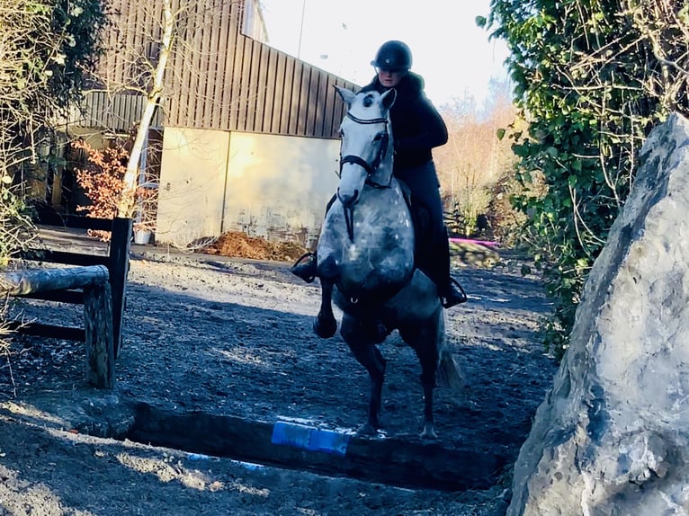 Connemara Castrone 4 Anni 155 cm Grigio in Mountrath