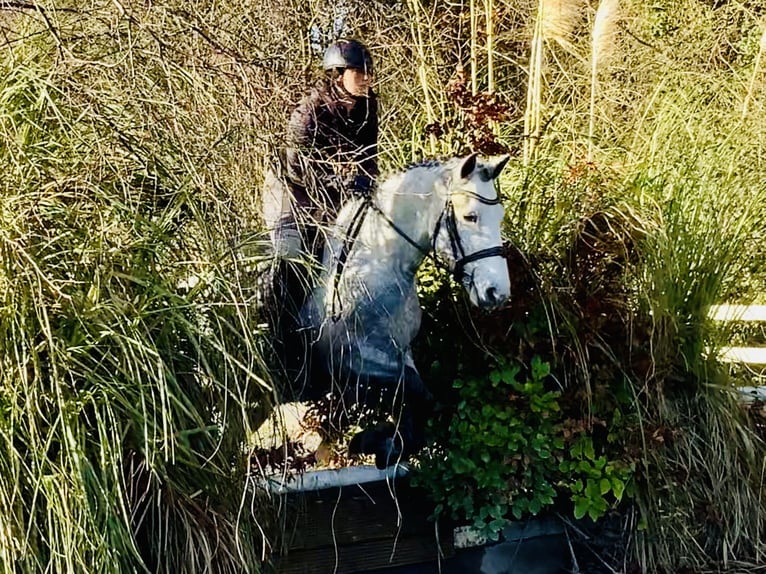 Connemara Castrone 4 Anni 155 cm Grigio in Mountrath