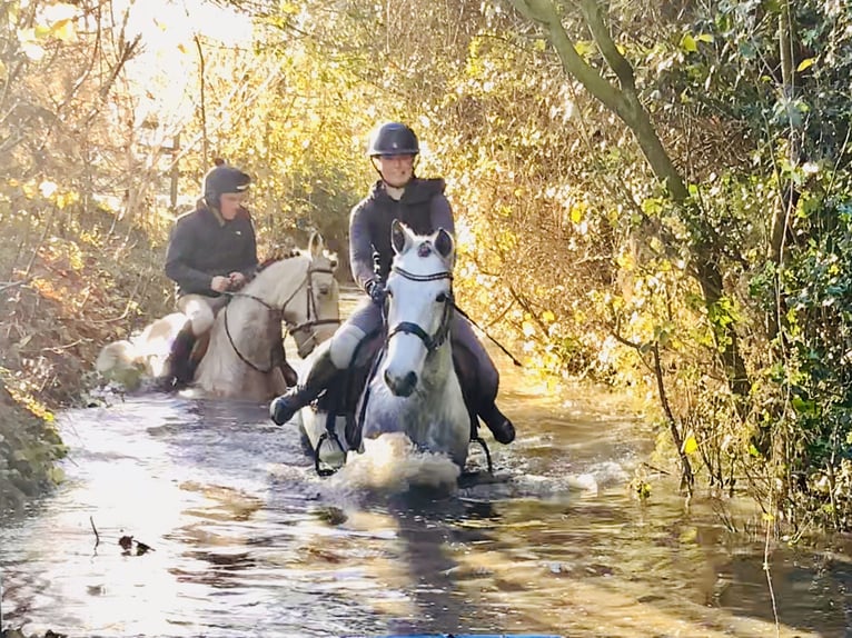 Connemara Castrone 4 Anni 155 cm Grigio in Mountrath
