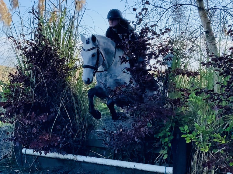 Connemara Castrone 4 Anni 155 cm Grigio in Mountrath