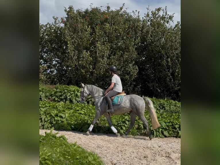 Connemara Castrone 4 Anni 155 cm Grigio pezzato in Sligo