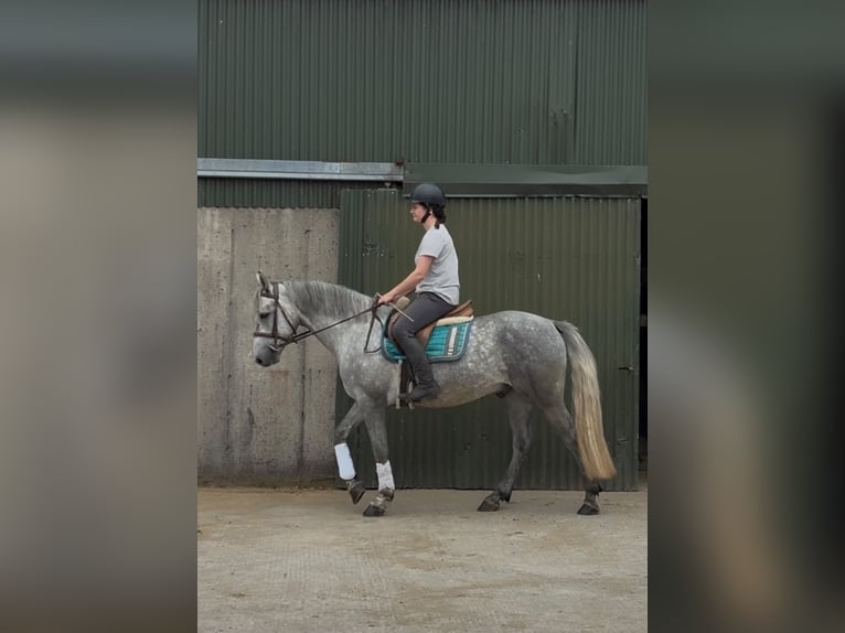 Connemara Castrone 4 Anni 155 cm Grigio pezzato in Sligo
