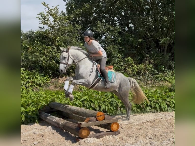 Connemara Castrone 4 Anni 155 cm Grigio pezzato in Sligo
