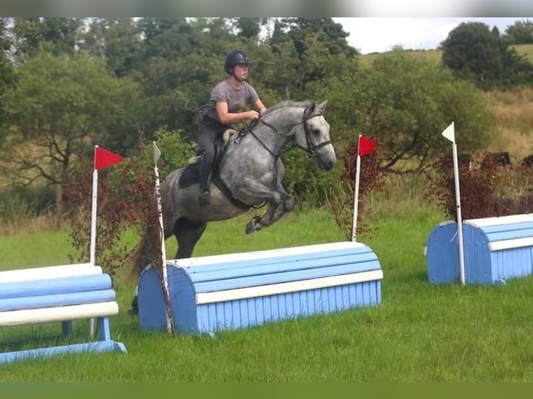 Connemara Castrone 4 Anni 155 cm Grigio pezzato in Sligo