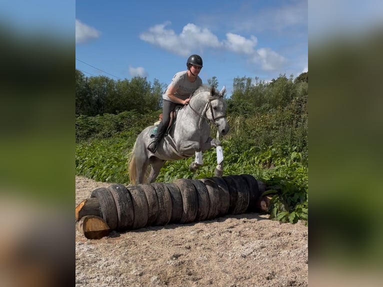 Connemara Castrone 4 Anni 155 cm Grigio pezzato in Sligo