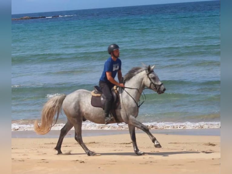 Connemara Castrone 4 Anni 155 cm Grigio pezzato in Sligo