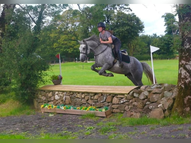 Connemara Castrone 4 Anni 155 cm Grigio pezzato in Sligo