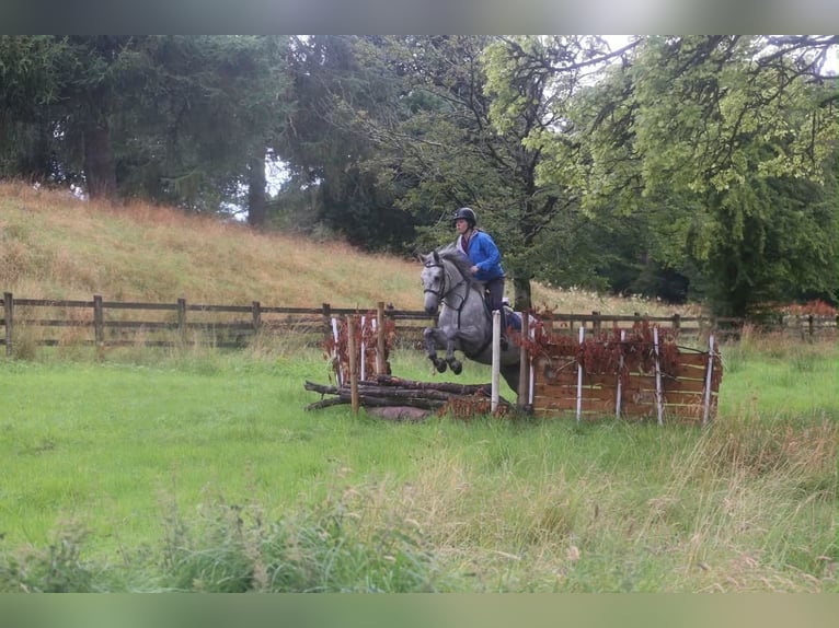Connemara Castrone 4 Anni 155 cm Grigio pezzato in Sligo