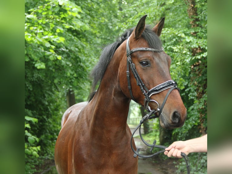 Connemara Castrone 4 Anni 156 cm Baio in Nettetal