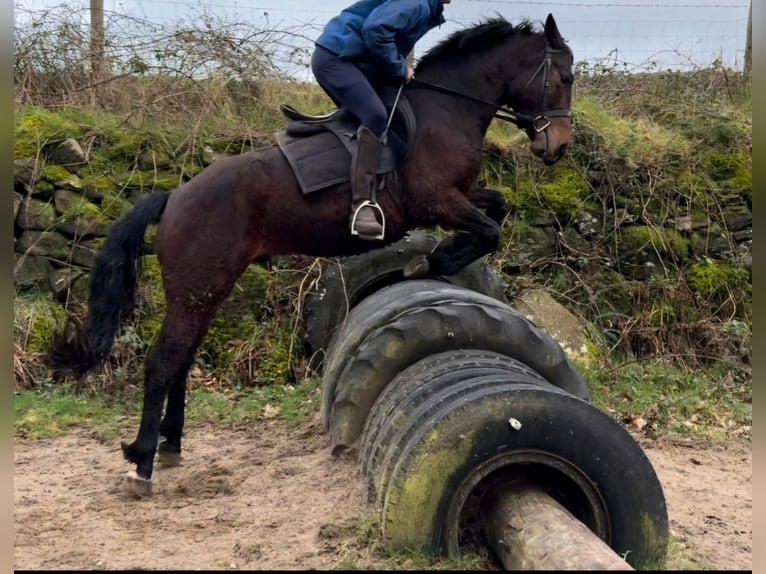 Connemara Castrone 4 Anni 156 cm Baio in Nettetal