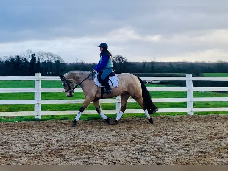 Connemara Castrone 4 Anni 156 cm Falbo in Mountrath