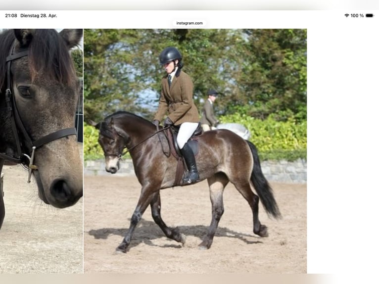 Connemara Castrone 4 Anni 156 cm Grigio in Neuhemsbach