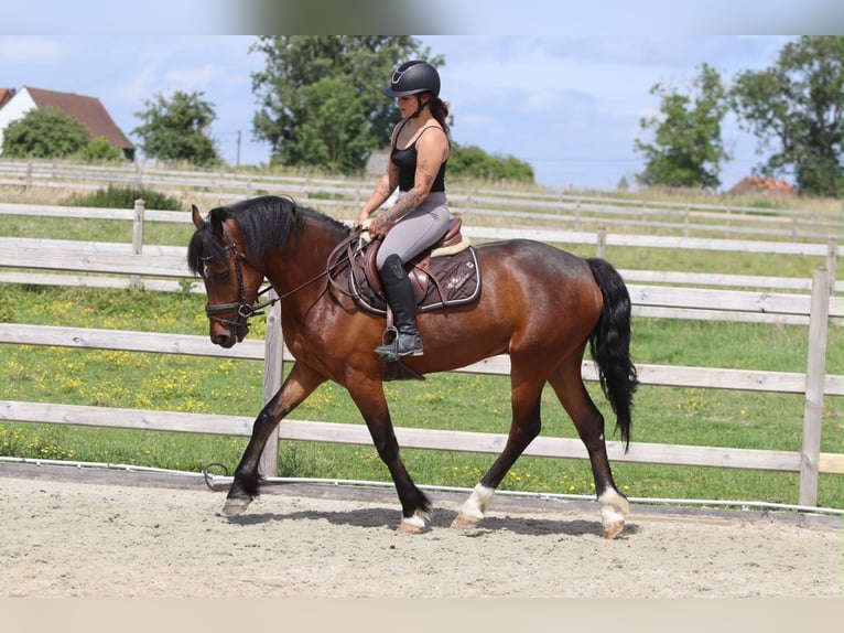 Connemara Castrone 4 Anni 157 cm Baio in Pepingen