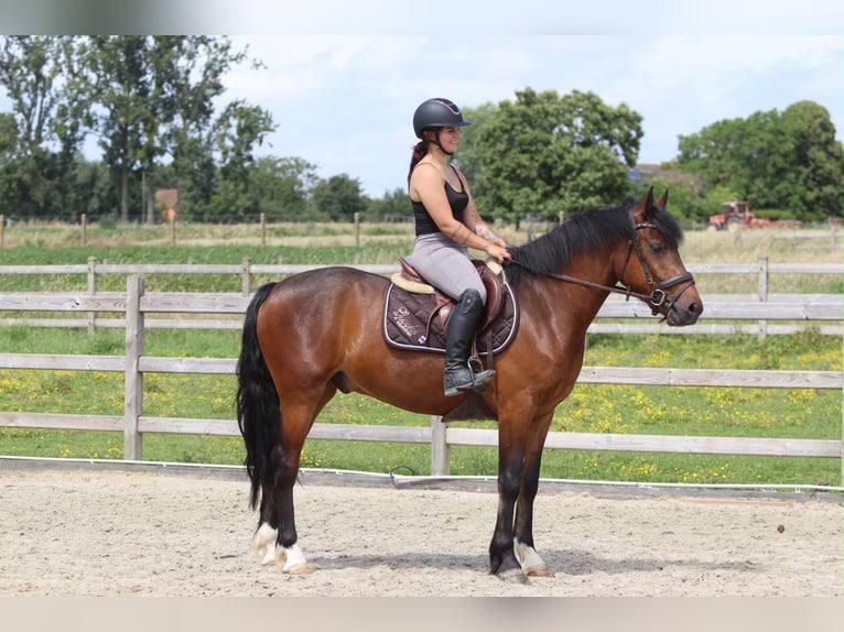 Connemara Castrone 4 Anni 157 cm Baio in Pepingen