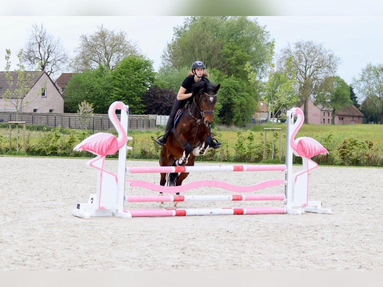 Connemara Castrone 4 Anni 157 cm Baio in Pepingen