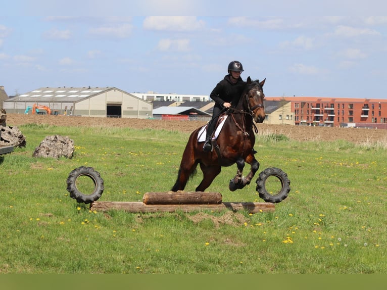 Connemara Castrone 4 Anni 157 cm Baio in Pepingen