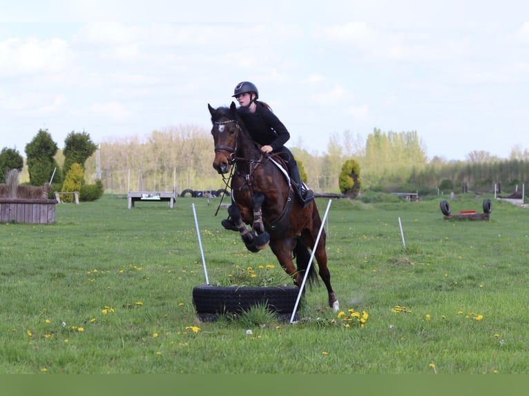 Connemara Castrone 4 Anni 157 cm Baio in Pepingen