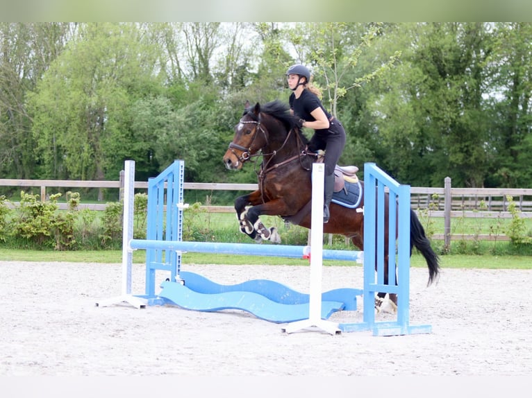 Connemara Castrone 4 Anni 157 cm Baio in Pepingen