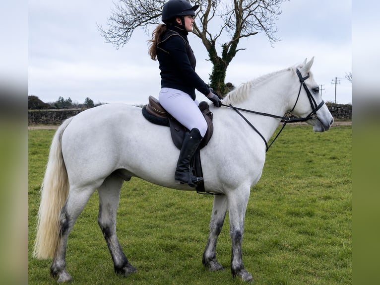 Connemara Castrone 4 Anni 157 cm Grigio in essex