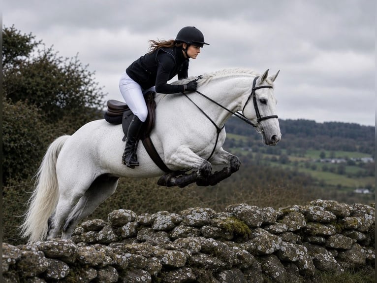 Connemara Castrone 4 Anni 157 cm Grigio in essex