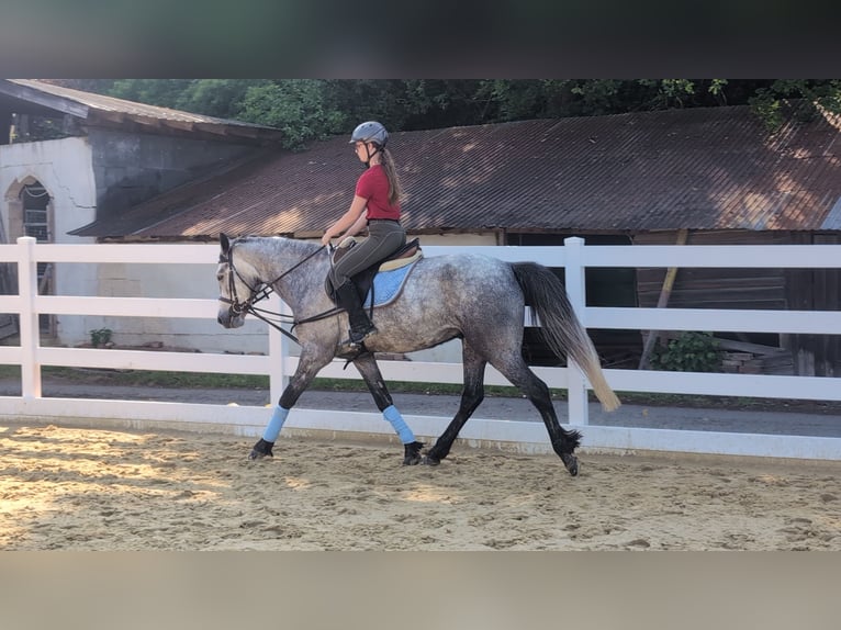 Connemara Castrone 4 Anni 157 cm Grigio pezzato in Morsbach