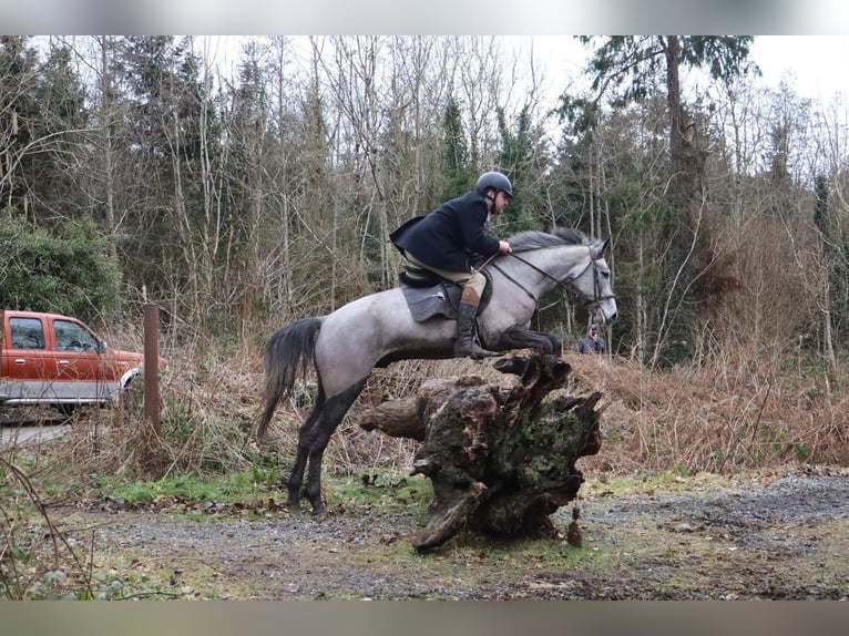 Connemara Castrone 4 Anni 157 cm Grigio pezzato in Morsbach
