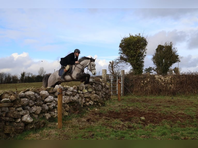 Connemara Castrone 4 Anni 157 cm Grigio pezzato in Morsbach
