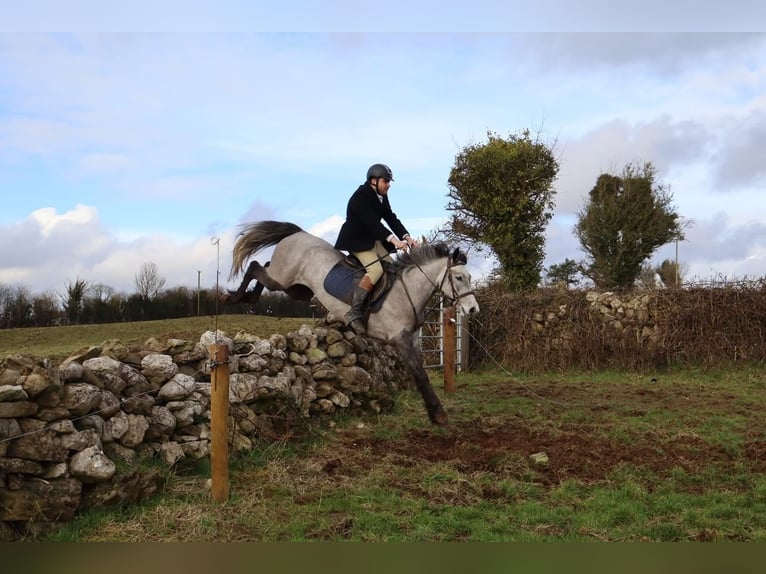 Connemara Castrone 4 Anni 157 cm Grigio pezzato in Morsbach