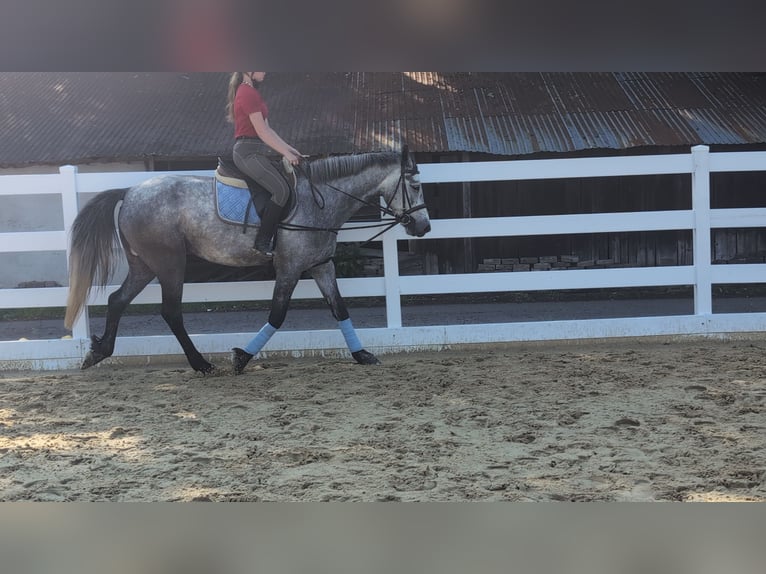 Connemara Castrone 4 Anni 157 cm Grigio pezzato in Morsbach