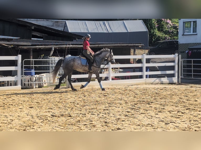 Connemara Castrone 4 Anni 157 cm Grigio pezzato in Morsbach