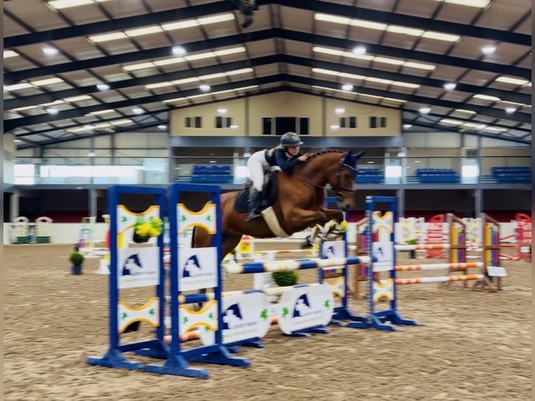 Connemara Castrone 4 Anni 160 cm Baio ciliegia in Mountrath, Co. Laois
