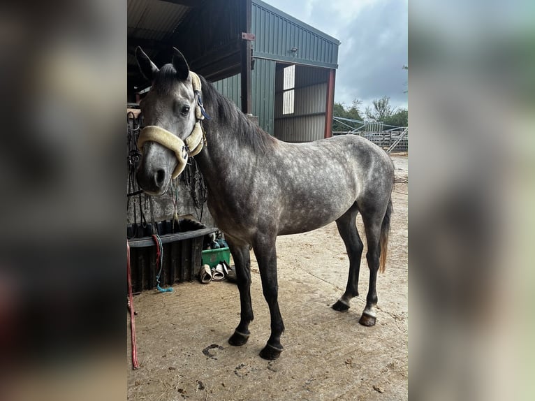 Connemara Castrone 4 Anni Grigio in Sligo