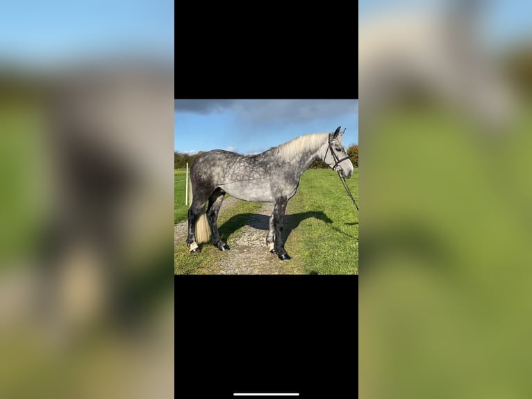 Connemara Castrone 5 Anni 143 cm Grigio pezzato in Westmeath