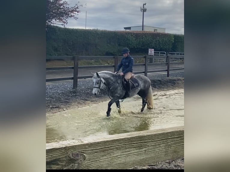 Connemara Castrone 5 Anni 143 cm Grigio pezzato in Westmeath