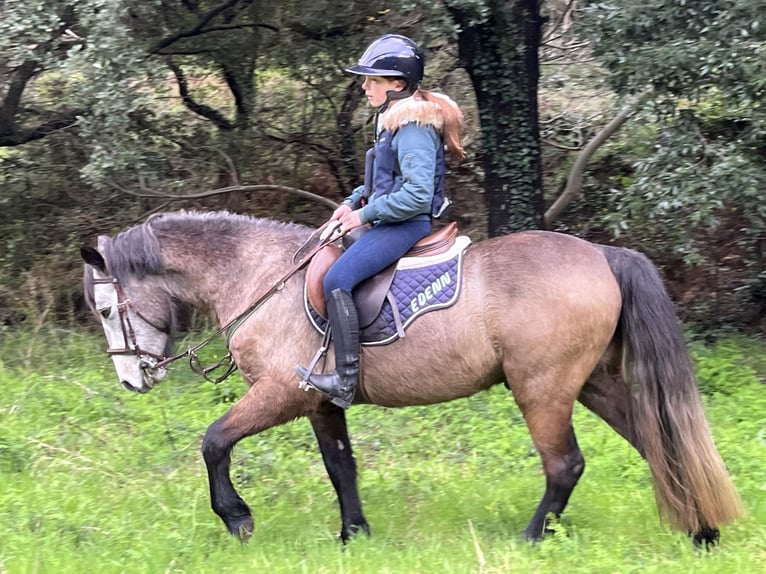 Connemara Castrone 5 Anni 145 cm Grigio in Gréoux-les-Bains