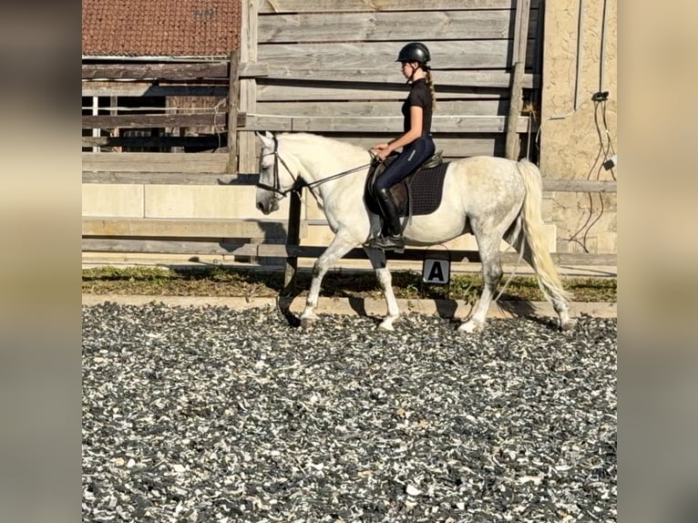 Connemara Castrone 5 Anni 145 cm Grigio pezzato in Lisberg