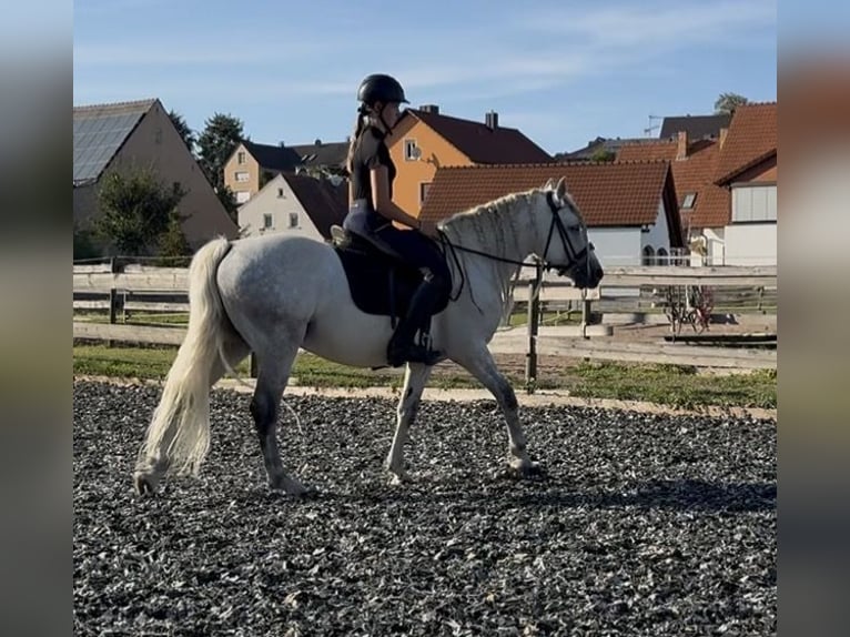 Connemara Castrone 5 Anni 145 cm Grigio pezzato in Lisberg