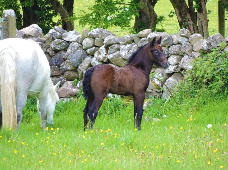 Connemara Castrone 5 Anni 145 cm Grigio pezzato in Lisberg