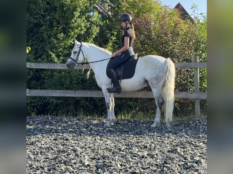 Connemara Castrone 5 Anni 145 cm Grigio pezzato in Lisberg
