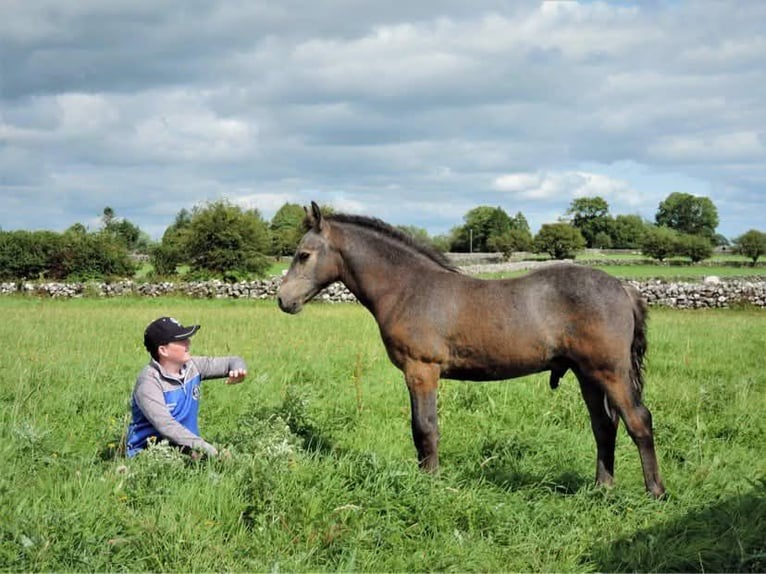 Connemara Castrone 5 Anni 145 cm Grigio pezzato in Lisberg